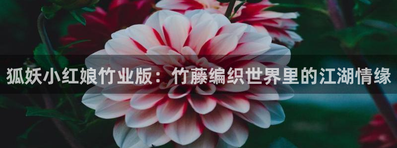 51动漫在线免费观看